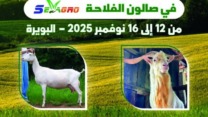 جائزة أفضل رأس ماعز في صالون “سيفاغرو 2025” تعود لمربيي مواشي من البويرة و بجاية