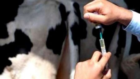 في إطار حماية الثروة الحيوانية بجيجل… تلقيح حوالي 28500 رأس من البقر