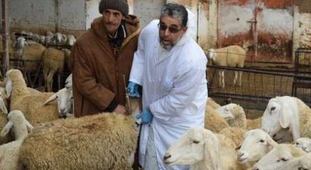 عمليات تحسيسية للمواطنين للتعرف على سلامة لحم الأضحية… 11 ألف طبيب بيطري لمراقبة وفحص أضاحي العيد