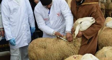 قسنطينة… تخفيضات استثنائية للمواطنين في أضاحي العيد