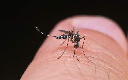 وزارة الصحة تؤكد أن بعوض النمر لا يشكل خطورة على الصحة