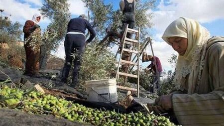 موسم جني الزيتون… مناسبة للاحتفال وتجديد التمسك بالتقاليد المتوارثة