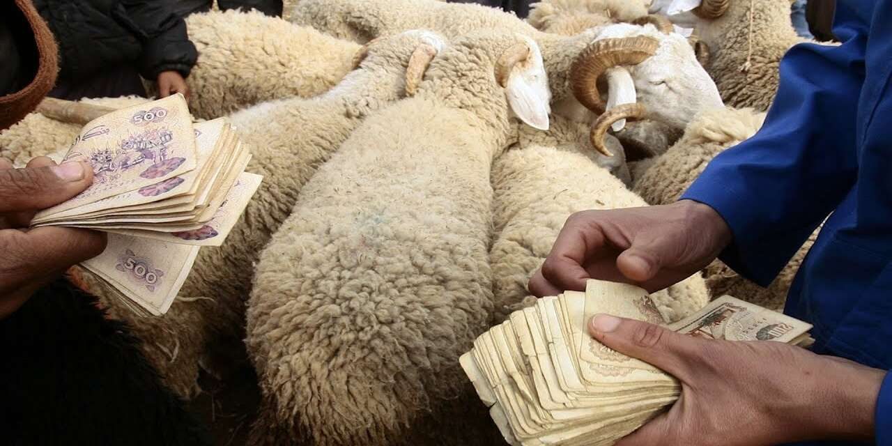 الجلفة.. حركية كبيرة في أسواق الماشية وارتفاع أسعار أضاحي العيد