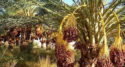 آفتي البوفروة وسوسة التمر تؤرقان الفلاحين