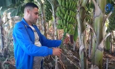 جيجل .. الوالي يدعم الفلاحين الناشطين في مجال زراعة الموز
