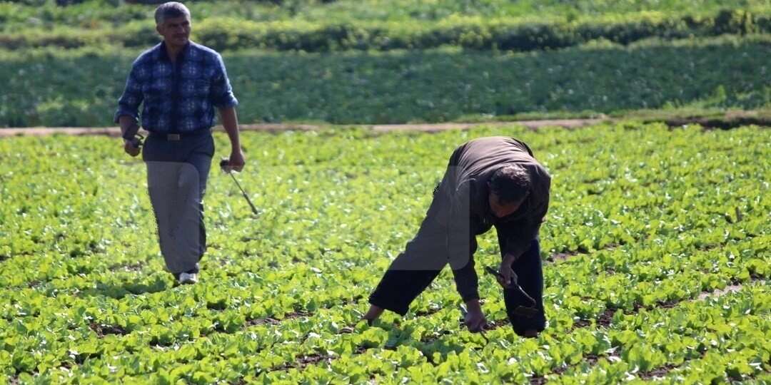 القرض الرفيق يعزز نشاط الفلاحين المهتمين بالزراعة الاستراتيجية بعنابة