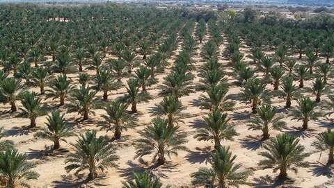 للتكفل بألف يتيم.. إطلاق مشروع وقفي لغرس 7 آلاف نخلة بالوادي