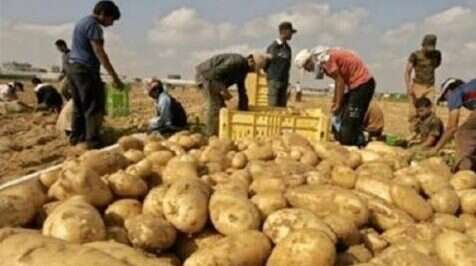 الديوان المهني للخضر واللحوم: ضخ مخزون البطاطا في السوق لتغطية الاحتياجات وضبط الأسعار