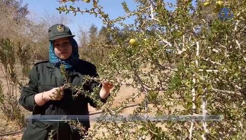 تندوف.. مشاريع لتطوير شعبة زراعة شجرة الأرقان