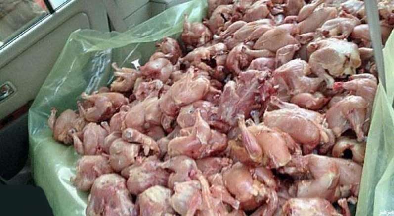 بجاية: حجز 56 قنطارا من اللحوم البيضاء غير صالحة للاستهلاك