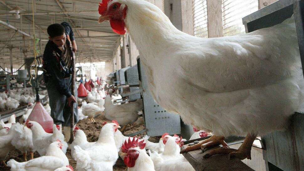 مصالح الفلاحة تأمر مربي الدواجن بإبلاغ البياطرة بحالات غير عادية لنفوق الطيور   