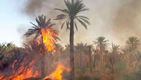 خبراء يطالبون السلطات بالتدخل.. الحرائق تهدد ثروة النخيل بورقلة