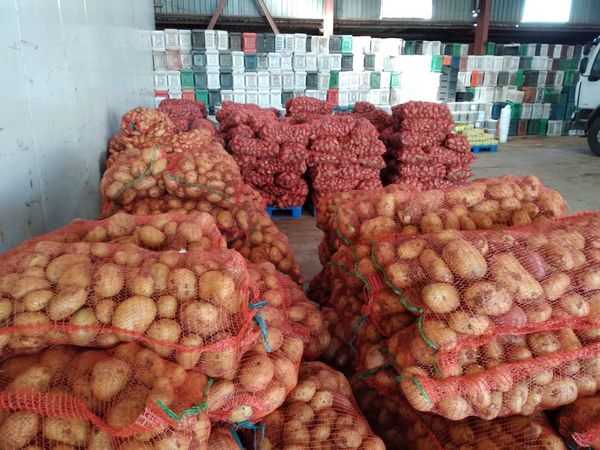 بعد تفريغ المخزون وجني المحاصيل الجديدة, خروبي: سعر البطاطا سينخفض قبل شهر رمضان