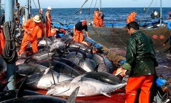 1.650 طن حصة الجزائر من التونة في حملة الصيد الجديدة 