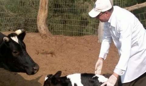 باتنة.. تسجيل إصابات بالحمى المالطية
