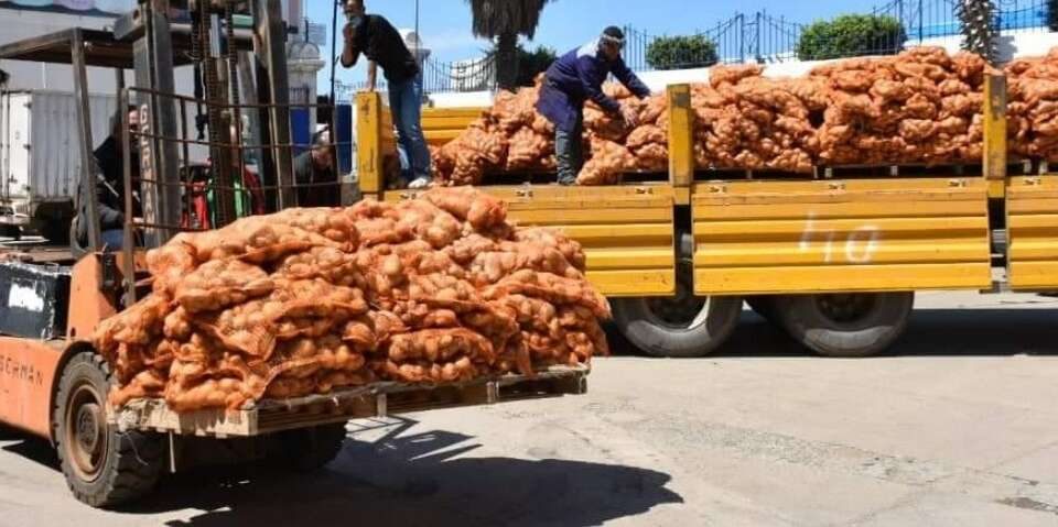  بومرداس.. ضخ 980 طنا من البطاطا في الأسواق لضبط الأسعار