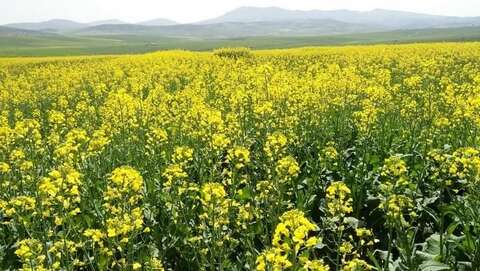 انطلاق حملة وطنية للحصاد والدرس الخاصة بزراعة السلجم الزيتي الإثنين