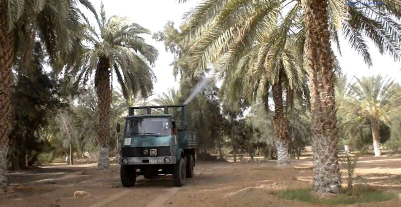 غرداية.. “بوفروة” و”سوسة التمر” كابوس يؤرق الفلاحين