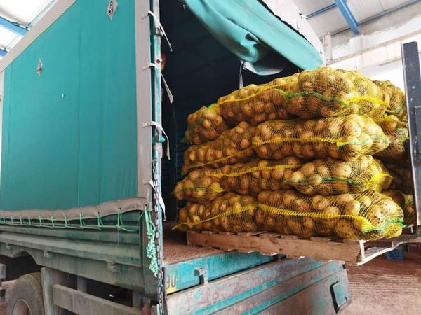 الشروع في ضخ البطاطا بأسواق الجملة لمواجهة ارتفاع الأسعار في العيد  
