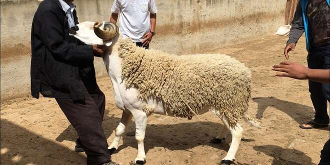 وزارة الصحة تصدر توصيات بغرض الوقاية من كورونا خلال عيد الأضحى
