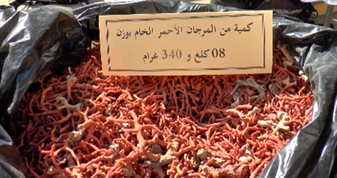 أرضية اتفاق خاصة بكيفيات شراء وبيع المرجان المصطاد