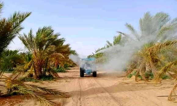 حملة لمعالجة مليون و200 ألف نخلة من أفة بوفروة والسوسة بالوادي والمغير