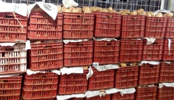 سيدي بلعباس: حجز 1140 كلغ بطاطا مخزنة بغرض المضاربة
