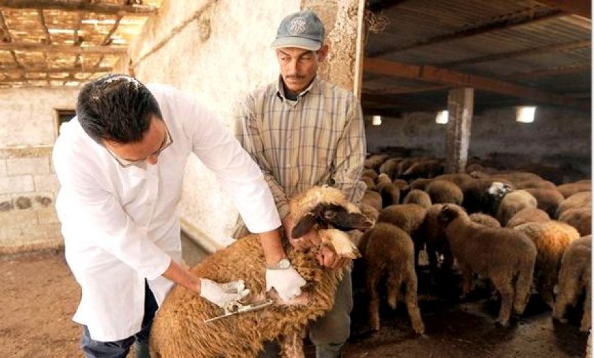 تلقيح 5 ملايين رأس غنم ضد طاعون المجترات الصغيرة 