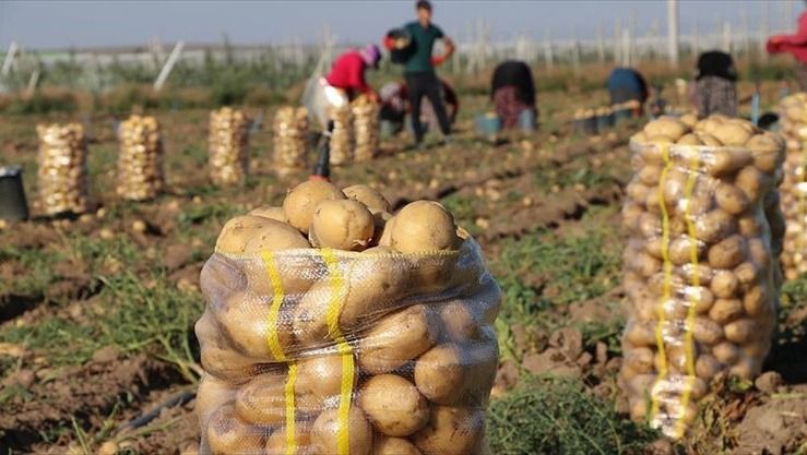 400 ألف طن بطاطا جاهزة للجني بوادي سوف 
