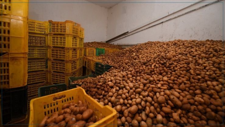 ميلة: حجز ألف و200 قنطار بذور بطاطا مخزنة بتاجنانت بغرض المضاربة 