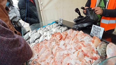 في مسمكات خنشلة.. سمك البلطي الأحمر بأسعار تنافسية
