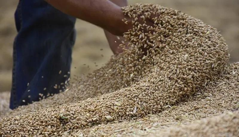 معسكر: 7 سنوات حبسا نافذا لمضارب بالحبوب وحجز 350 طن شعير