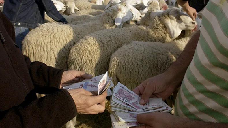 مركب اللحوم الحمراء لعين مليلة يفتح نقطة بيع أضاحي العيد