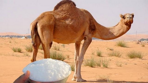 الوادي.. مرافقة تقنية لمشروع دراسة آليات تحسين إنتاج وتسويق حليب الإبل
