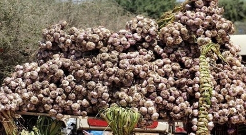 غلق غرف تبريد بالعاصمة لمنع تخزين منتوج الثوم  