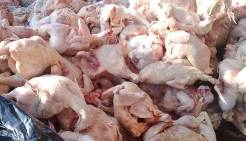 بومرداس: حجز 8 قناطير لحوم بيضاء فاسدة في شاحنة تبريد