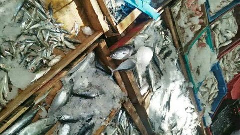 عنابة.. حاويات بلاستيكية وصناديق خشبية لتسويق منتجات الصيد البحري