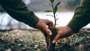 توزيع 24 ألف شجيرة لوز وفستق على الفلاحين قريبا بأم البواقي