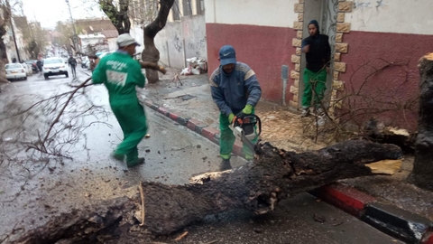 باش جراح تتخلص من نفاياتها الخضراء 
