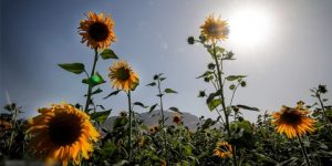 الانطلاق في زراعة “عباد الشمس” بداية من شهر مارس الجاري لتحقيق اكتفاء في زيت المائدة