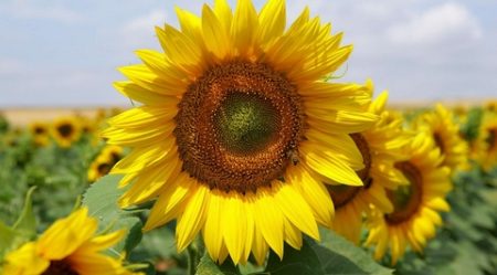 سنريهم آياتنا في الآفاق.. التلقيح عن طريق غبار الطلع