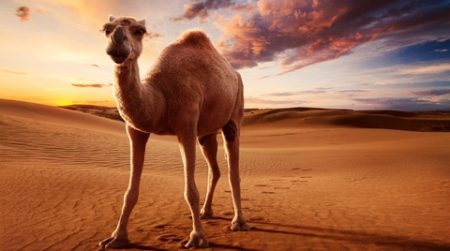 سنريهم آياتنا في الآفاق.. من أسرار الإبل