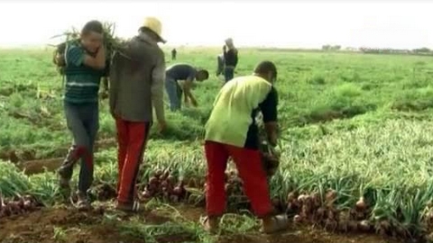 توقع إنتاج ما يفوق 43 ألف قنطار من البصل  بالنعامة