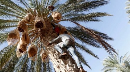 يؤسس لتراث ثقافي وشعبي توارثته الأجيال.. الاحتفاء بنخيل التمر في الجزائر مستمر عبر العصور