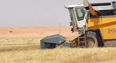 حملة الحصاد والدرس: توقع إنتاج أكثر من مليون قنطار من الحبوب بأدرار