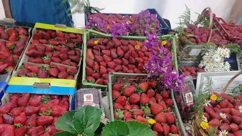 70 عارضا في معرض للفراولة جيجل