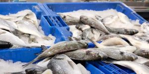 وزارة الصيد تكثف الخرجات الميدانية الرقابية لضمان سلامة المنتوجات