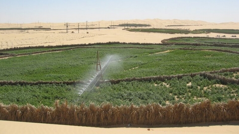 غرداية.. ربط أكثر من 100 مستثمرة فلاحية جديدة بشبكة الكهرباء منذ مطلع 2023
