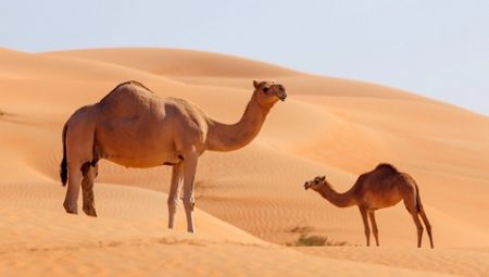  سنريهم آياتنا في الآفاق.. الأجسام المضادة في ألبان الإبل