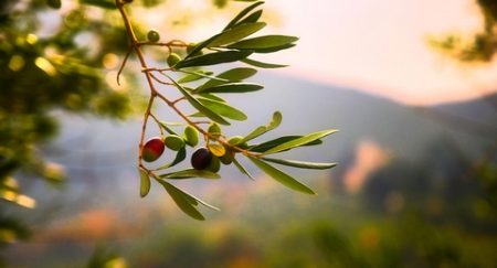 سنريهم آياتنا في الآفاق.. الشجرة المباركة